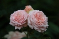 Rosa - 'Rosefazination'2